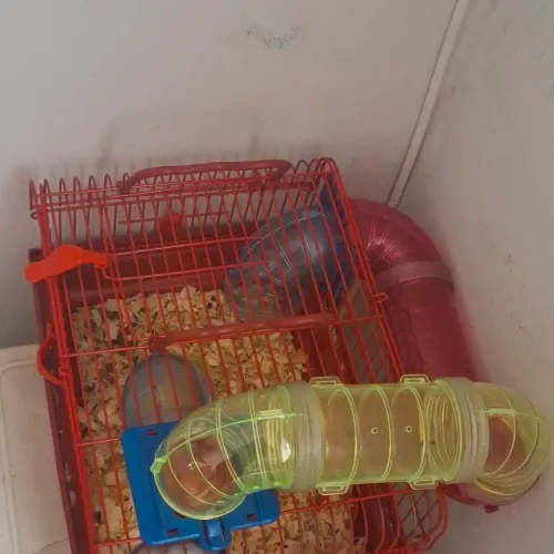 Hamster +gaiola