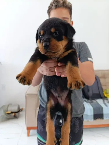 Filhote de rottwaler