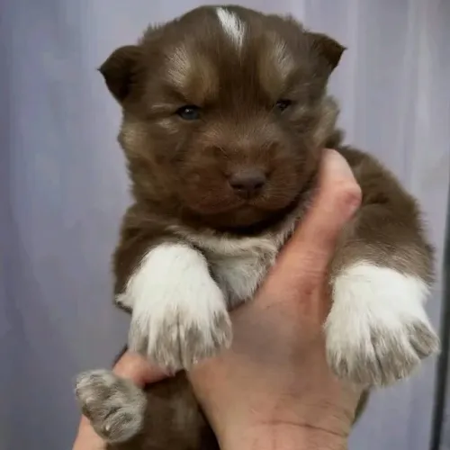 Filhotes de Husky Siberiano | O amigo ideal.
