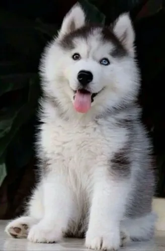 Husky wooly pelo longo lindos ,parcelo até 18x.