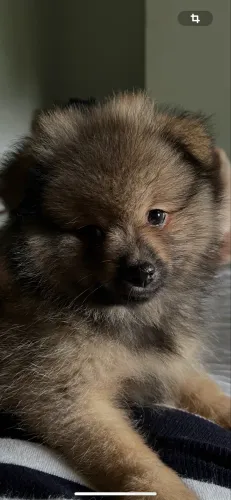 Filhote de spitz alemão