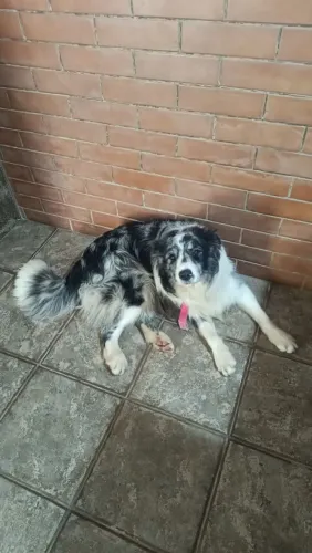 Doação de Border Colie 10 meses