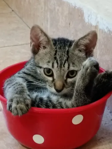Gatinha para doação 