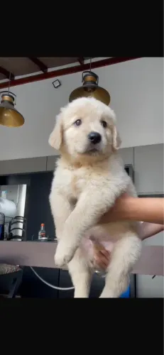Cachorro