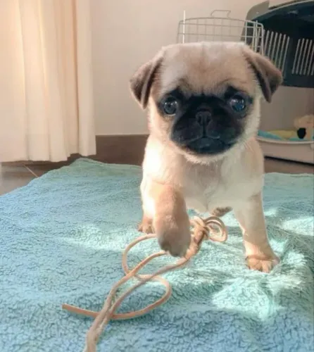 Pug filhotinhos belos e com total garantia