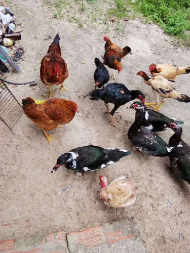 Eu vendo frango aos domingos vivos e abatidos 