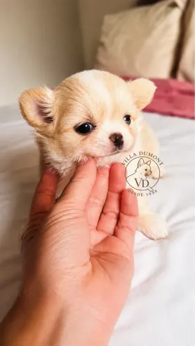 Chihuahua menina