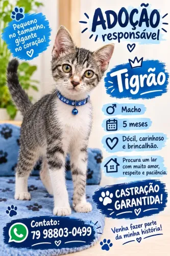 GATOS FOFOS