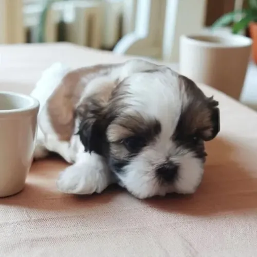 Lhasa Apso Filhotes Companhia Ideal.