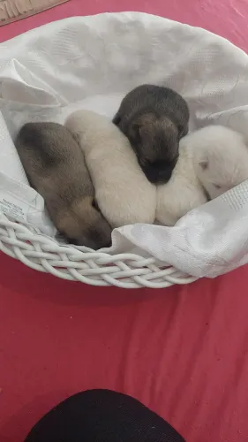 Filhotes de Lulu da Pomerânia - Spitz Alemão | Reservas Abertas ?