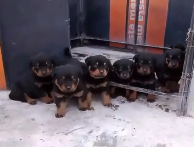 Rottweiler O pet ideal está esperando por você