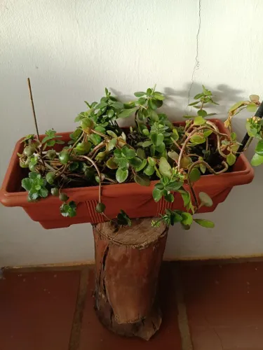 Flor com vaso e suporte de madeira eucalipto.