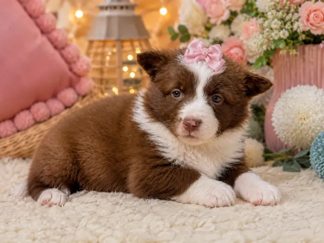 Perfeita e única! Filhote de border collie fêmea