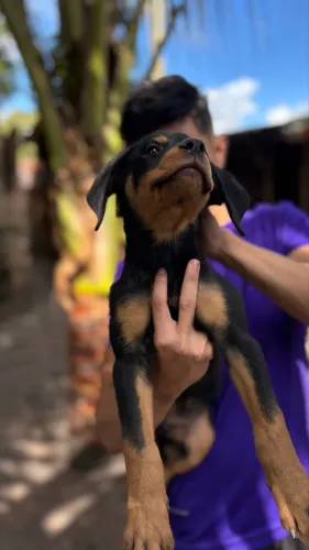 Filhotes de rottweiler 