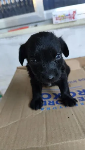 Pet para adoção: Tobi