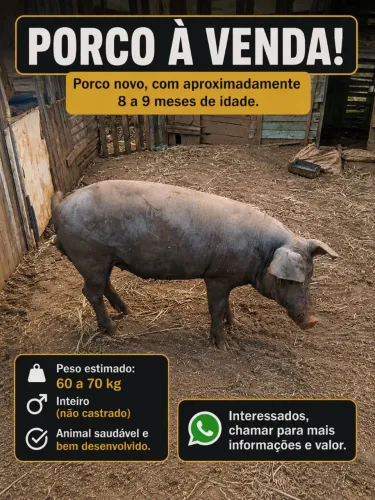 Porco