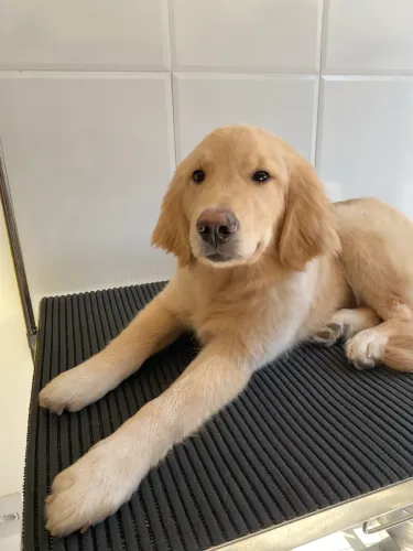 Golden retriever filhote