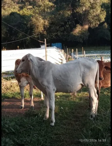 Bezerro macho Tabapuã a venda 