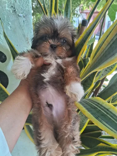 Shihtzu o melhor amigo