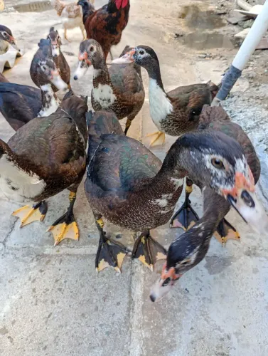 Patos lindos