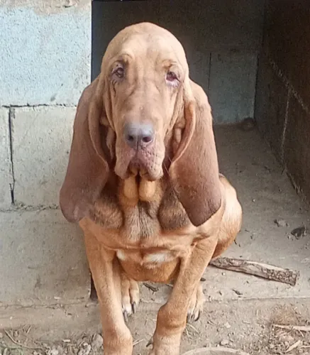 Vende se cachorra da raça cão d sant Humberto