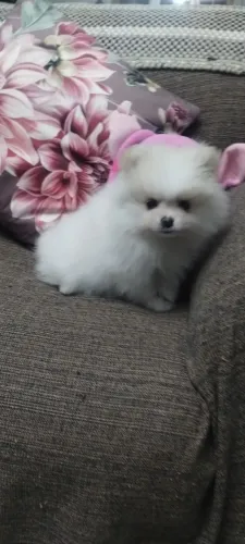 Lulu da Pomerânia fêmea anã 
