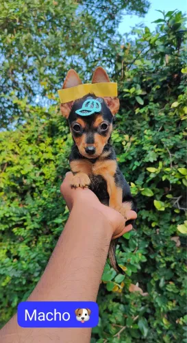Pinscher lindos filhotes disponíveis