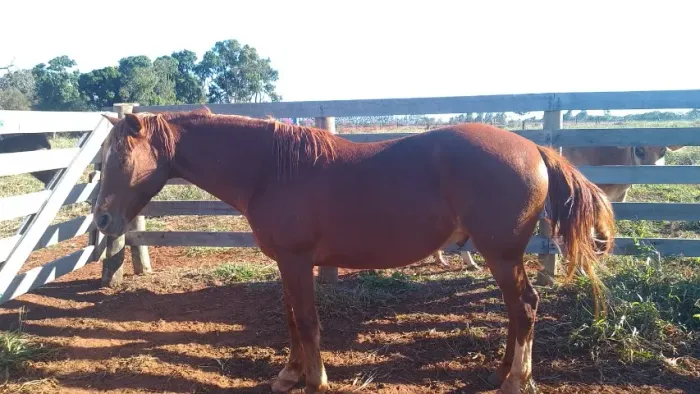 Cavalo mestiço mangalarga, castrado, jovem, sem doma