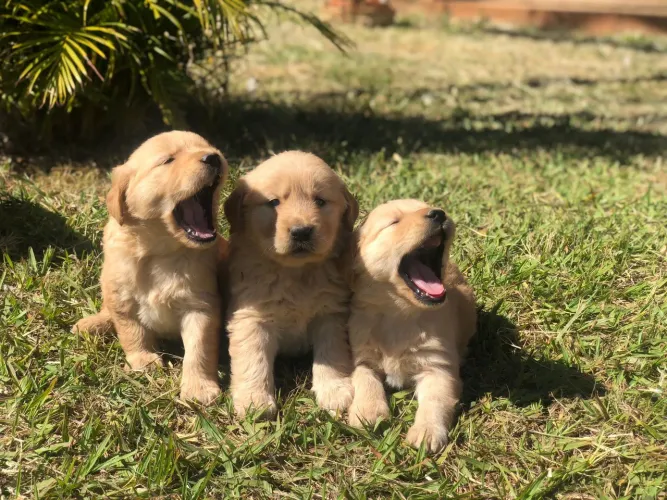 Golden Retriever fiéis companheiros