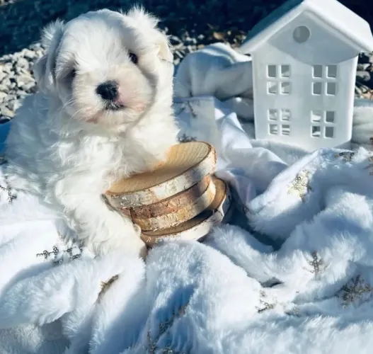 Filhotes maltês floquinho  de neve 