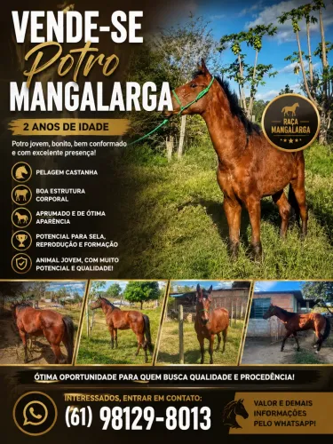 Vendo Potro MangaLarga