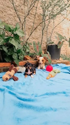 Pinscher n° 0