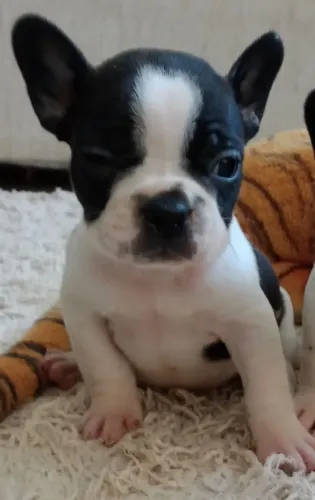 Bulldog Francês : Pequenos encantadores (MINI )