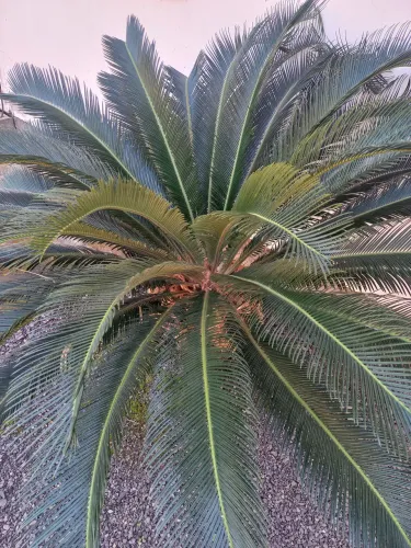 Palmeira Cica Sagu