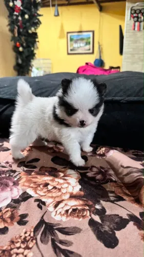 Cachorro