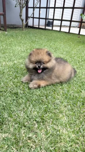 Spitz Alemão (lulu da pomerânia)