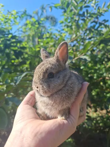 Mini coelhos