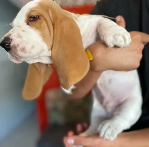 Filhotes de Basset Hound com pedigree 