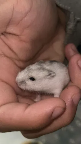 Hamster anão russo 