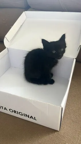 Doação gata