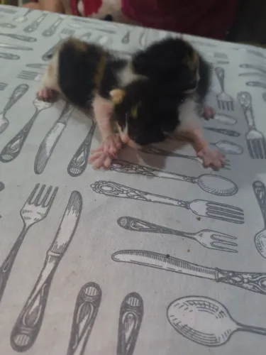 Gatos abandonados pra adoção