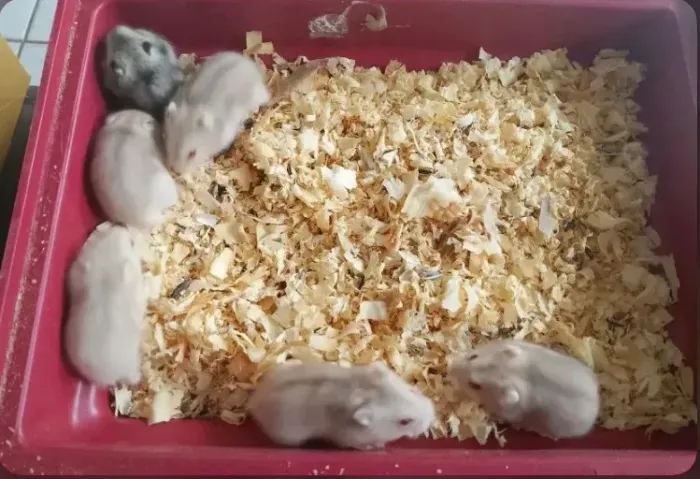 Hamster Anão russo