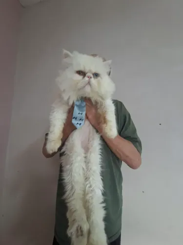 Gato persa adulto 3 anos