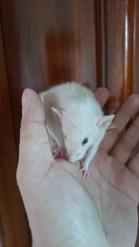 Ratos twister 