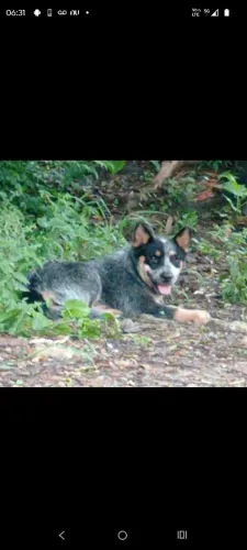 Australia Cattle dog