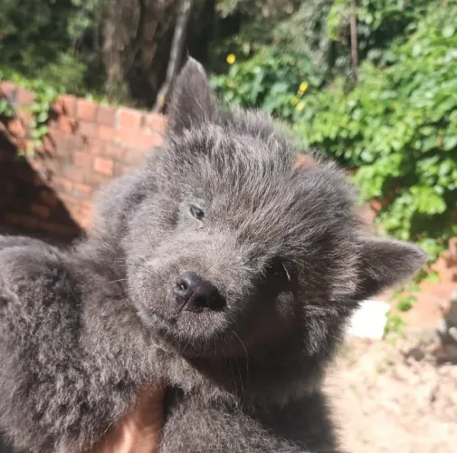 Vendo cachorro 