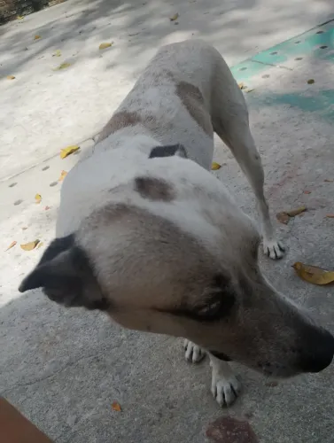 Cachorro pra doação 