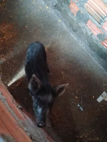 Vendo um  porquinho 