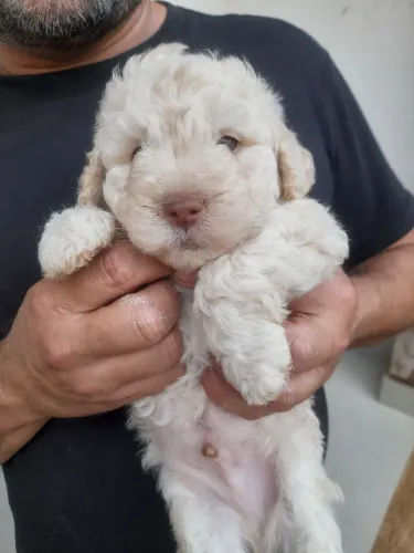 Filhotes de poodle toy porte pequeno