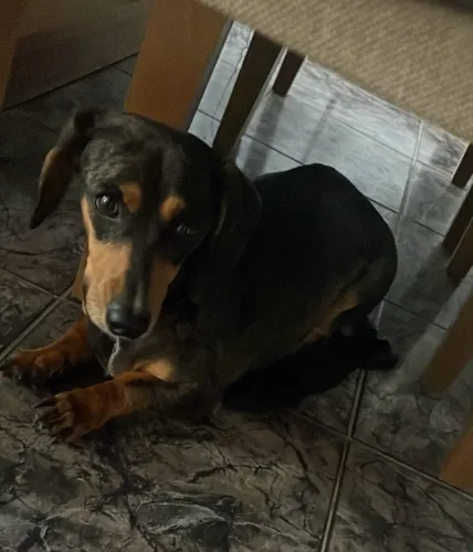 Vendo